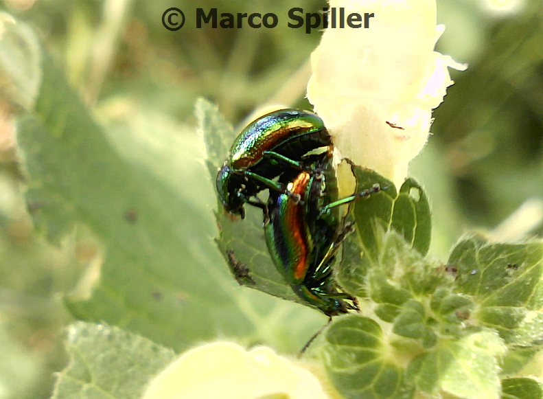 Chrysolina fastuosa: scene di vita in comunit